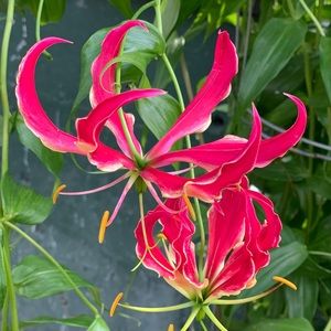 Meet your Posher, Dawn